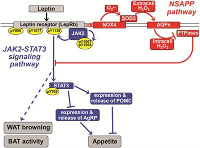 Novel Insights into How Overnutrition Disrupts the Hypothalamic Actions of Leptin